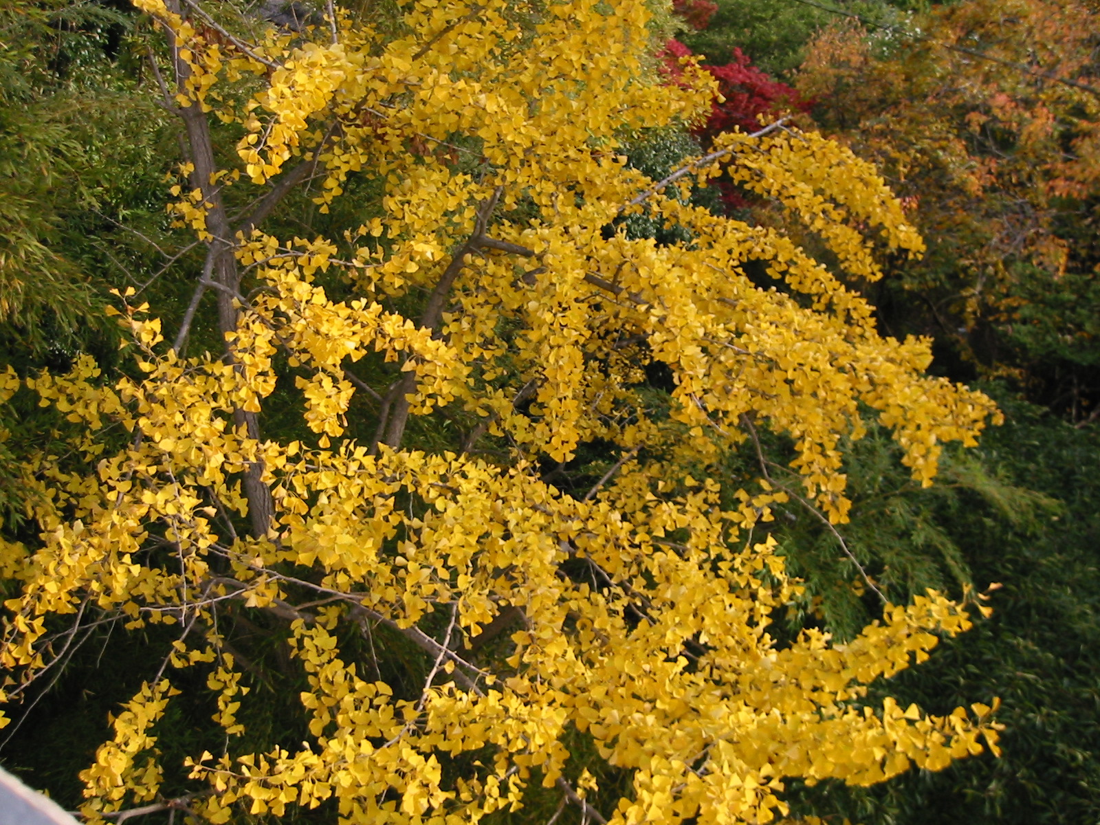 i 099