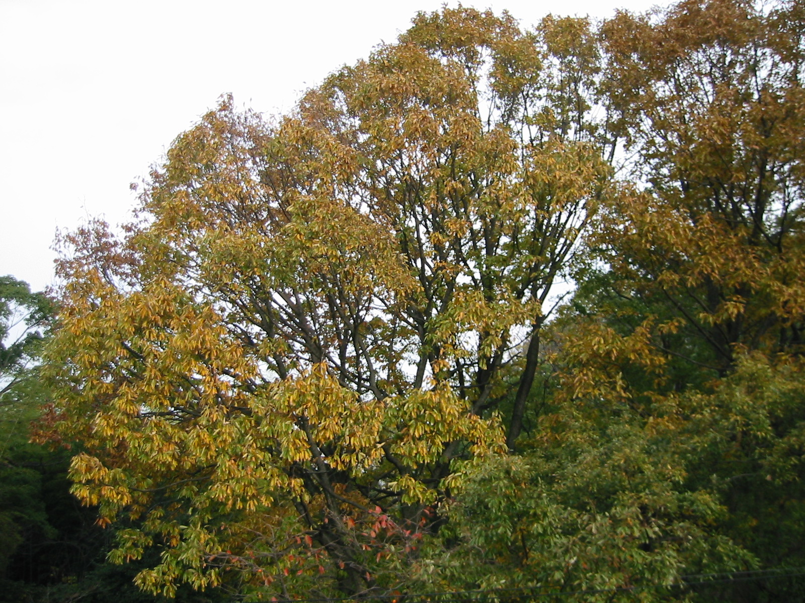 i 115