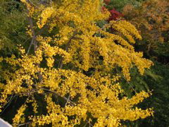 i 099
