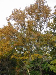 i 112