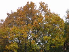 i 113