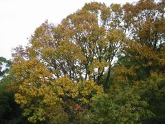 i 115