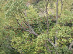 i 116