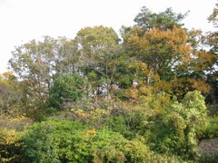 i 129