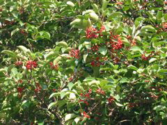 i 131