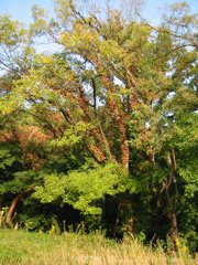 i 042