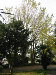 i 137