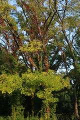 i 060