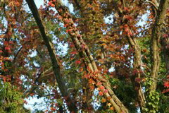 i 067
