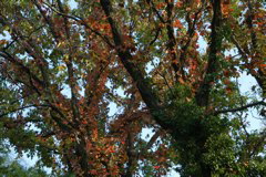 i 068