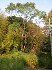 i 006