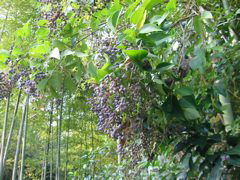 i 009