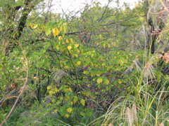 i 018