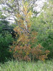 i 020