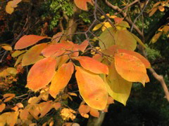 i 055