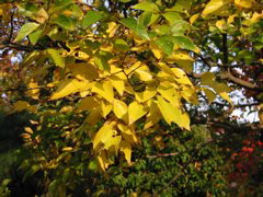 i 061