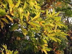 i 062