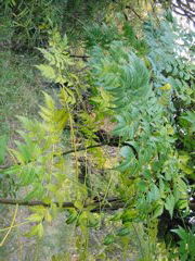 i 065