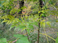 i 066