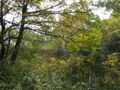 i 081
