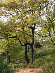 i 082