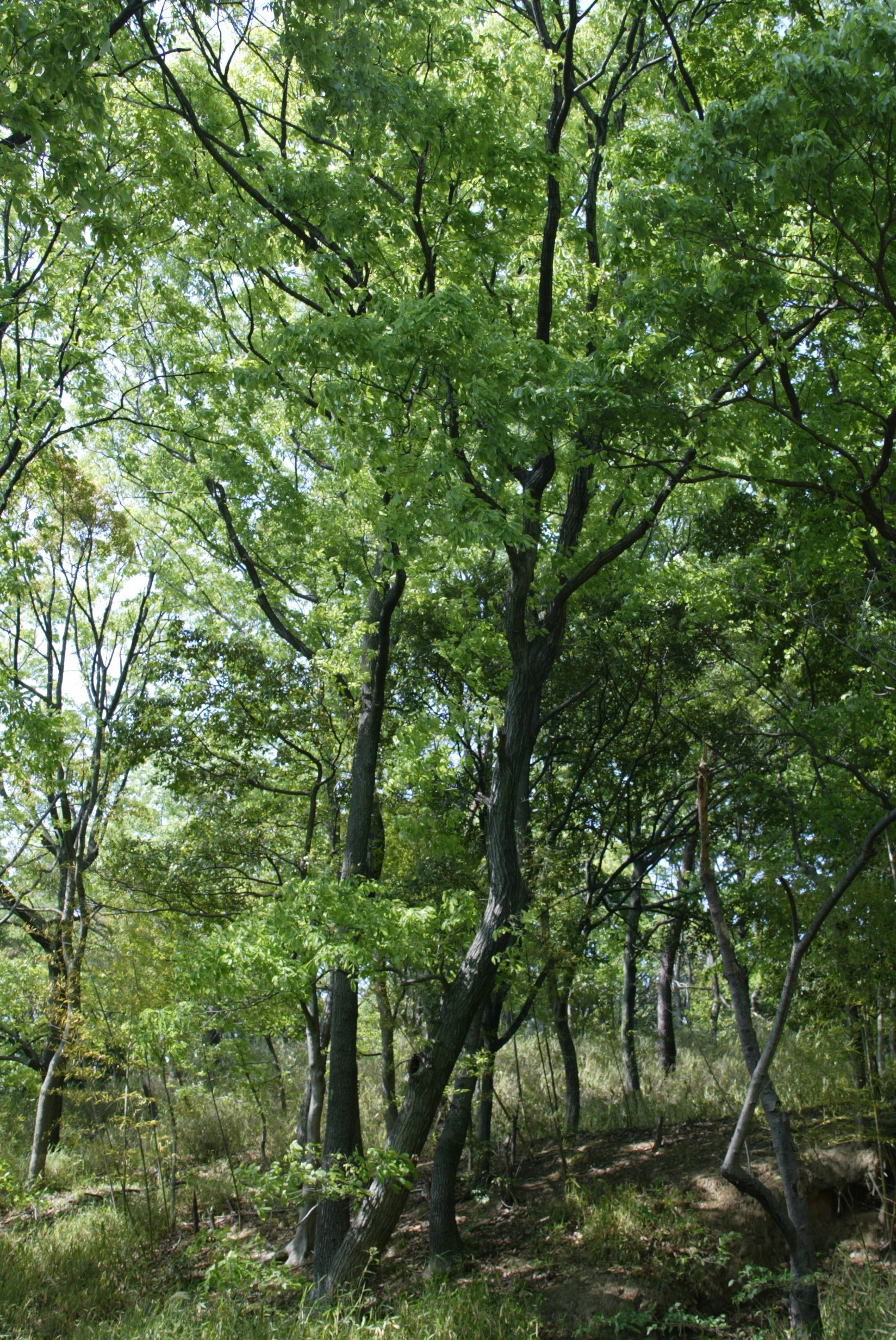 m 067