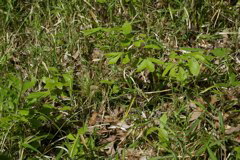 m 026