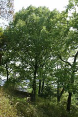 m 029