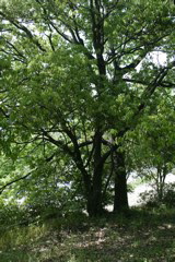 m 033