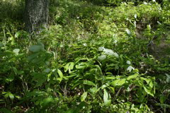 m 035