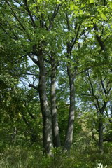 m 054