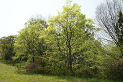 m 007
