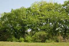 m 009