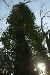 t 081
