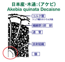 アケビ